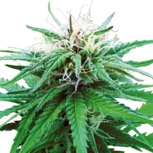 Sensi Ruderalis Indica REG cannabis plant with compact structure and resinous leaves