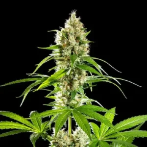 Sunset Sherbet strain by Kannabia with dense resinous buds and vibrant green cannabis leaves