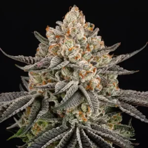 Super Boof cannabis strain featuring dense frosty buds, dark green leaves, bright orange pistils and heavy trichome coverage