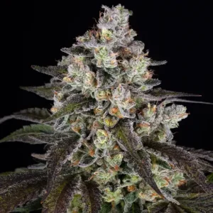 Trainwreck cannabis strain with dense resin-coated buds, dark green leaves, orange pistils and heavy trichome coverage