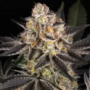 White Runtz cannabis strain featuring dense buds covered in thick white trichomes, dark purple leaves and bright orange pistils