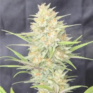 Z-Up Auto autoflower close-up showing dense frosty buds with heavy trichome coverage