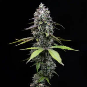 Zoap cannabis strain showing tall stacked buds with dense structure, green leaves, orange pistils, and a frosty resin finish