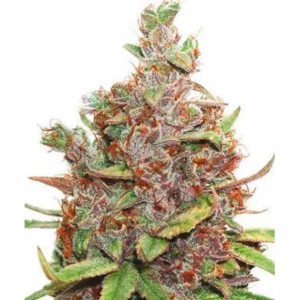Auto Glueberry OG autoflower cannabis plant with dense frosty buds, orange pistils, and resin-rich flowers in late flowering stage
