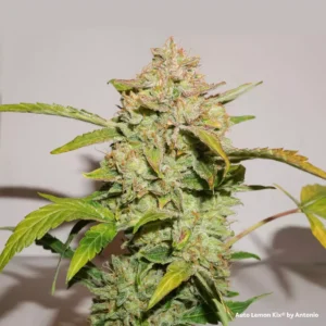Auto Lemon Kix autoflower cannabis plant with compact frosty buds, light green leaves, and visible orange pistils during late flowering