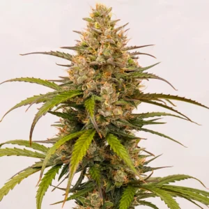 Auto Melonade Runtz autoflower cannabis plant with dense resinous buds, light green leaves, and orange pistils in late flowering stage