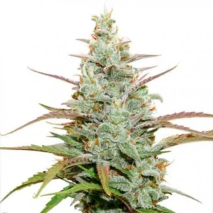 Auto Mokum’s Tulip autoflower cannabis plant with dense frosty buds, orange pistils, and light green leaves against a white background