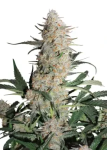 Auto Power Plant autoflower cannabis plant with tall central cola, dense resinous buds, and dark green leaves on a white background