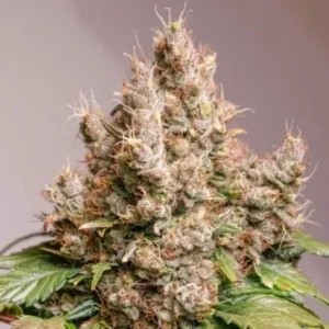 Auto Red Tropicana Cookies autoflower cannabis plant with dense frosty buds, orange pistils, and compact structure showcasing premium resin production