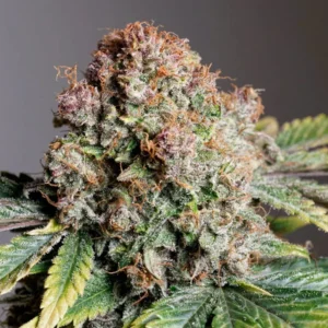 Auto Strawberry Soda autoflower cannabis plant with dense frosty buds, purple hues, orange pistils, and compact resin-rich flowers