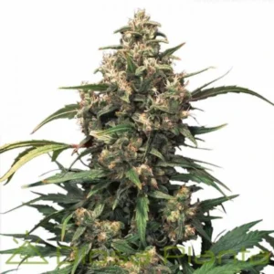 Auto Xtreme autoflower cannabis plant with dense resinous buds, vigorous growth, and strong hybrid genetics in full flowering stage