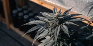 Close-up of autoflower cannabis plant with frosty leaves and bud