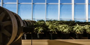 Automatic pot trimmer in a modern indoor cannabis greenhouse