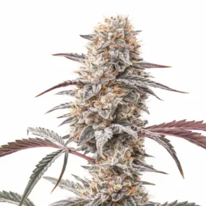 Biscotti cannabis plant with dense frosty buds, orange pistils and dark purple sugar leaves