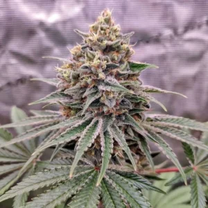 Blue Zushi cannabis plant with dense frosty buds, strong trichome coverage, and compact flower structure during flowering stage