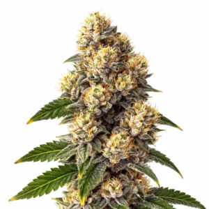 Bubba Kush cannabis plant with dense resin-coated buds and bright orange pistils on white background