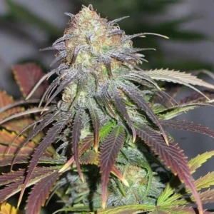 California Orange cannabis plant with dense frosty buds, orange pistils, and purple-tinged leaves during late flowering stage