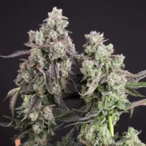 Candy Bubatz cannabis plant with dense frosty buds, compact flower structure, and light green tones during flowering