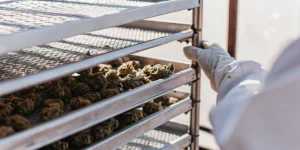 Cannabis buds drying on stainless steel trays in a controlled laboratory environment.