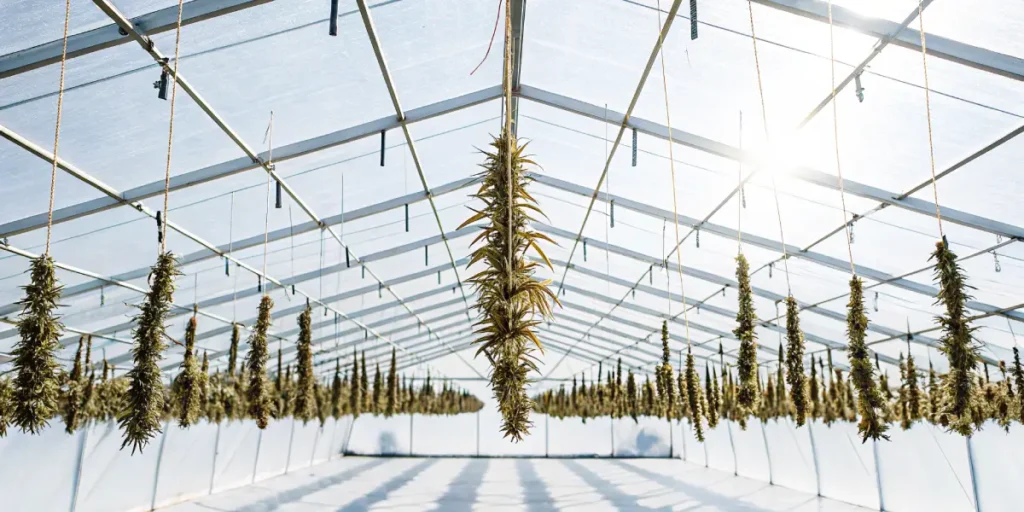 Cannabis buds hanging upside down to dry inside a greenhouse.