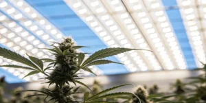 Cannabis plant in flowering stage under bright LED grow lights indoors.