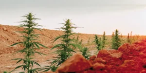 Cannabis ruderalis plants growing in a red soil field under natural sunlight.