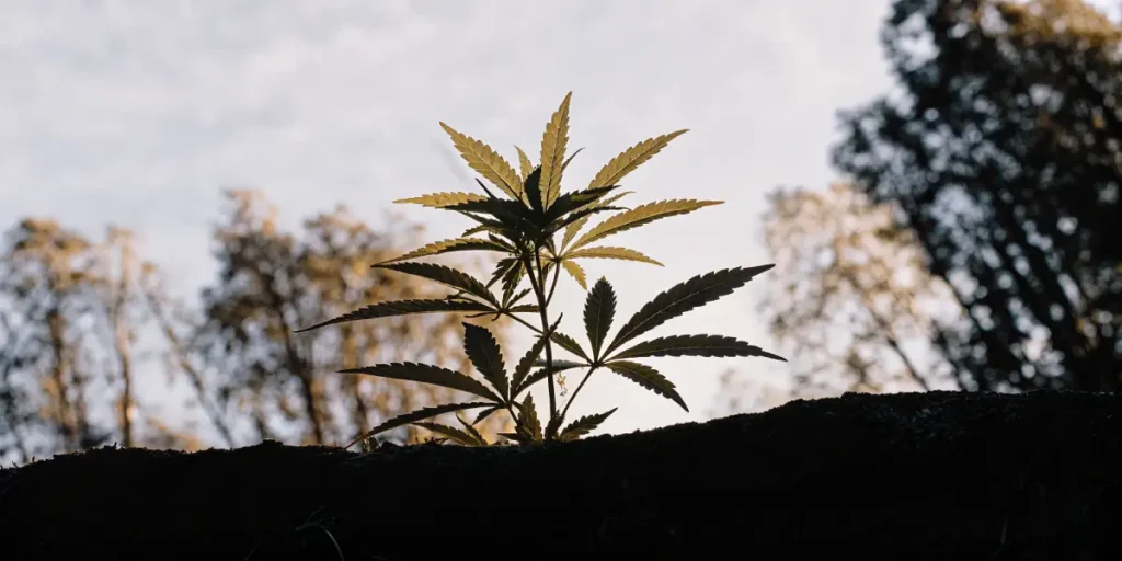 Cannabis ruderalis plant silhouette against the sky at sunset.