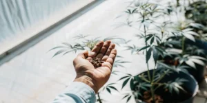 Close-up of cannabis seeds in hand with young marijuana plants growing in pots indoors