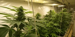 How to Grow Mac #1 Auto: A Step-by-Step Guide