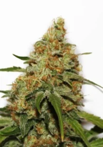 CBD Kush cannabis plant with dense resinous buds, orange pistils, and compact indica structure during flowering