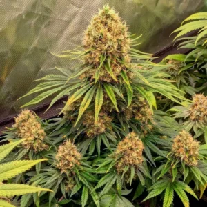 CBD Mazar cannabis plant with large dense buds, earthy tones, and strong indica structure during late flowering