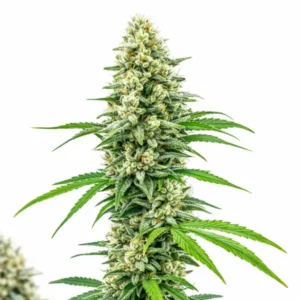 Cookies & Cream cannabis plant with dense frosty buds, light green tones, and orange pistils on white background