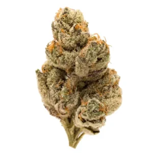 Do-Si-Dos cannabis bud with dense structure, light green tones and orange pistils