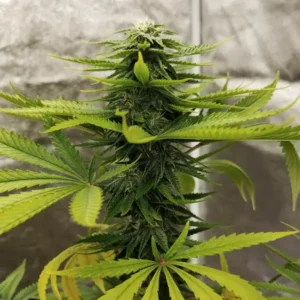 Durban Poison cannabis plant with elongated buds, narrow sativa leaves, and a classic tall sativa structure