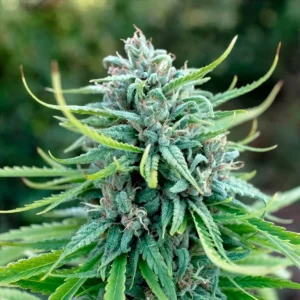 Durban Poison Regular cannabis flower with frosty buds, vibrant green leaves, and classic sativa structure