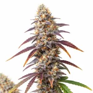 Frosted Guava cannabis plant with frosty resin-coated buds, purple leaves, and bright orange pistils on white background