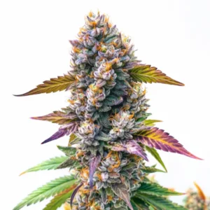 Gary Payton cannabis plant with dense frosty buds, purple and green tones, and bright orange pistils on white background