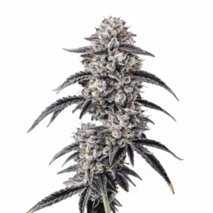 Georgia Pie cannabis plant with dense frosty buds, dark green to purple leaves, and bright orange pistils on white background