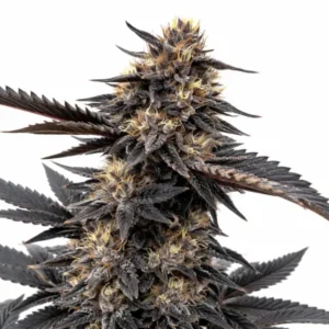 Ghost OG cannabis plant with dark purple leaves, dense frosty buds, and pale orange pistils on white background