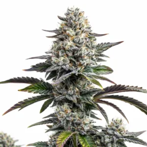 Glitter Bomb cannabis plant with dense frosty buds, dark green and purple leaves, and bright orange pistils on white background