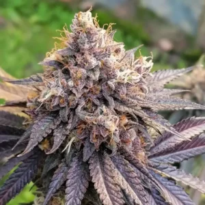 GMO FAST cannabis bud with thick purple-tinged leaves, heavy trichome coverage and pale orange pistils growing on the plant.
