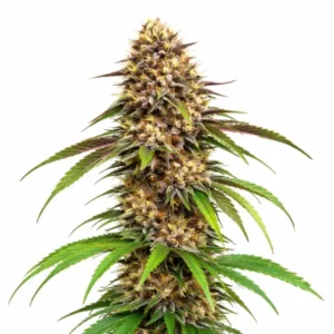 Grease Monkey cannabis plant with dense frosty buds, bright orange pistils, and long green sugar leaves on white background