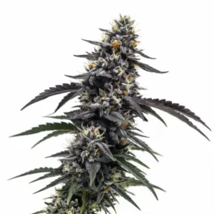 Head Band cannabis plant with dark resinous buds, deep green to purple leaves, and bright orange pistils on white background