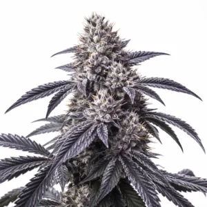 Horchata cannabis plant with dark purple leaves, dense frosty buds and thick trichome coverage