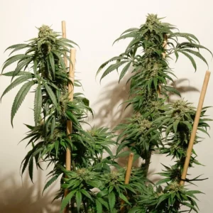 Ice Cream Haze cannabis plants with tall sativa structure, elongated buds, and classic haze genetics supported by wooden stakes
