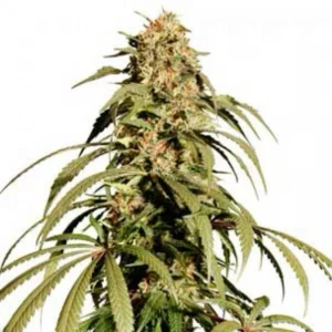 Ice Cream Haze Regular cannabis plant with tall cola, light green leaves, elongated buds and visible orange pistils on a white background.