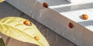 Ladybugs crawling on a green garden leaf in natural sunlight.
