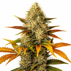 Lemon Tree x Zkittlez cannabis plant with dense frosty buds, bright orange pistils, and yellow-orange fading leaves on white background