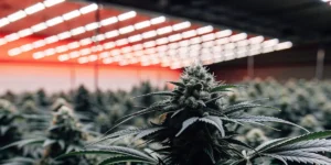 Close-up of a lush cannabis plant with dense buds under red LED grow lights in an indoor facility.