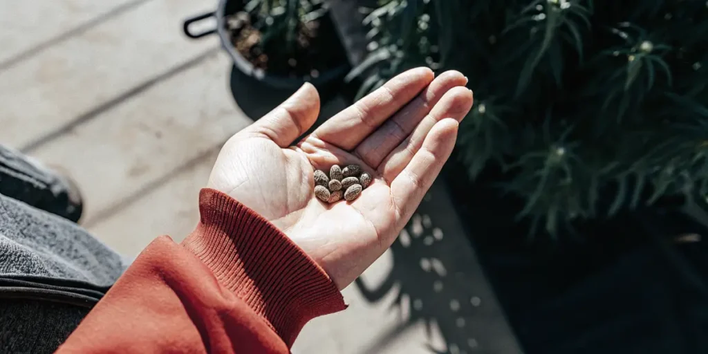 Hand holding marijuana seeds with cannabis plants growing in the background